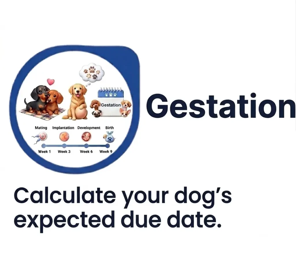 Dog gestation timeline of mating, implantation, development, and birth stages from week 1 to week 9